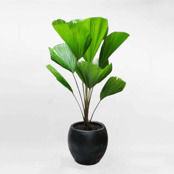 Cây cọ Nhật lớn